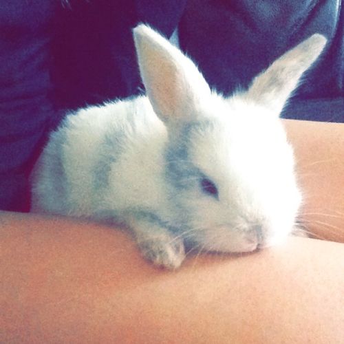 Abby the rabbit, just 2 months old.
cutie thing ev