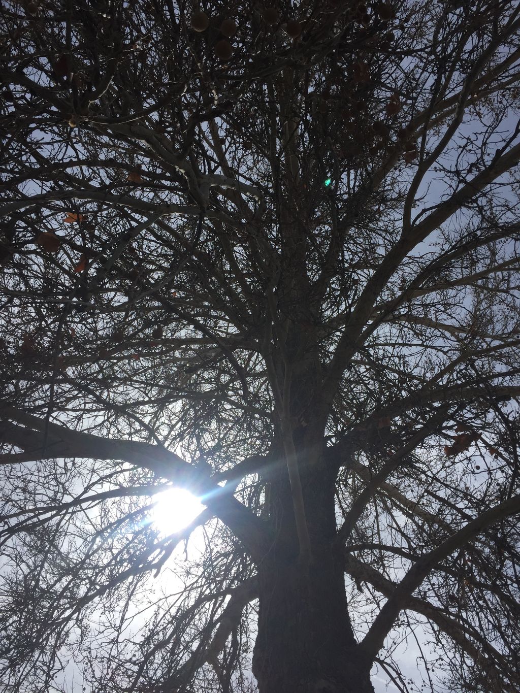This giant sycamore tree was in need of some major