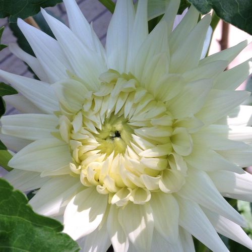 Growing dahlias is one of my passions.
