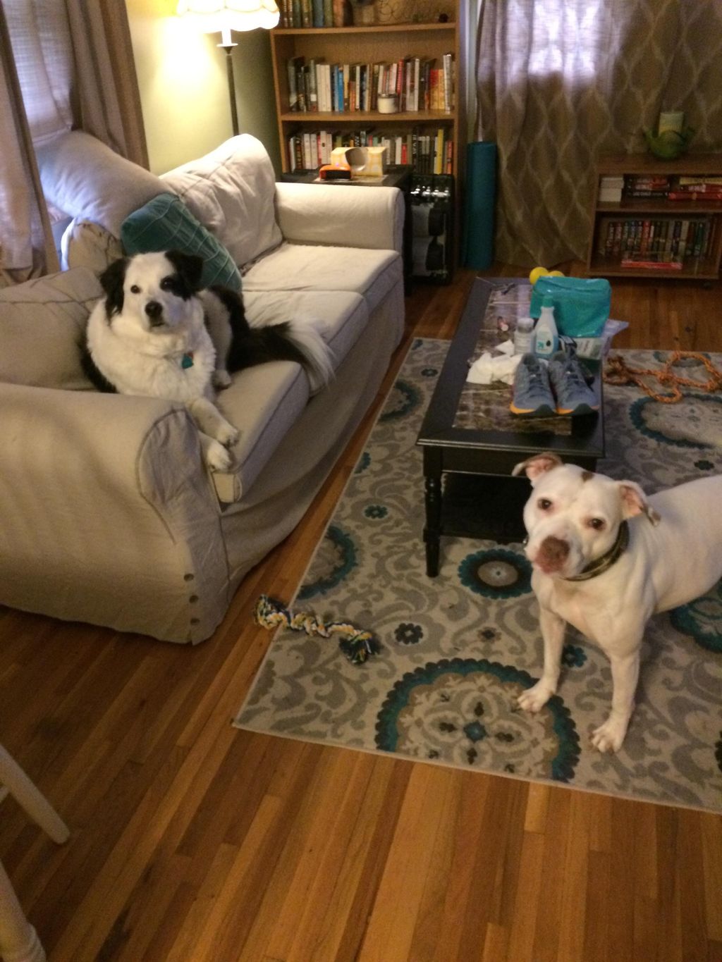 Maddie and Thule ....Just love these lil angels.