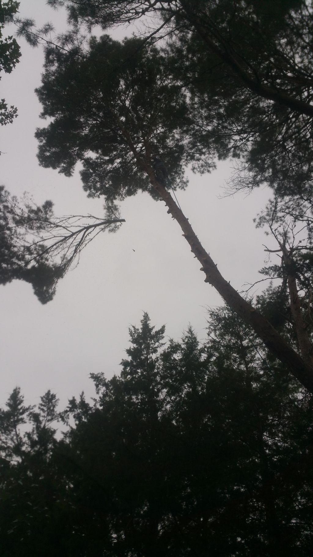 limbing a sand pine