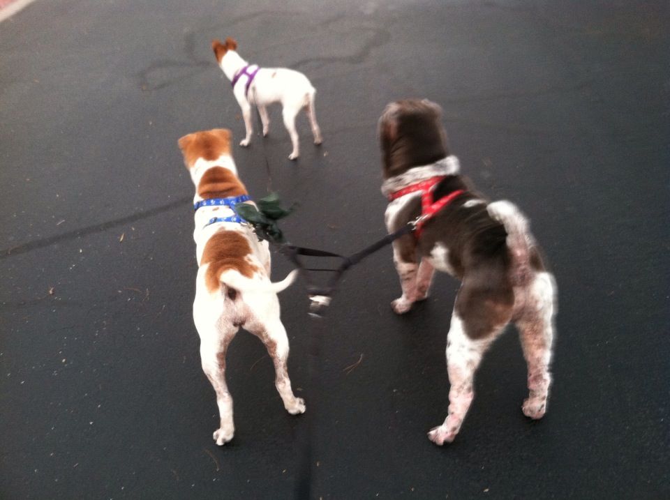 When you're not the lead dog!