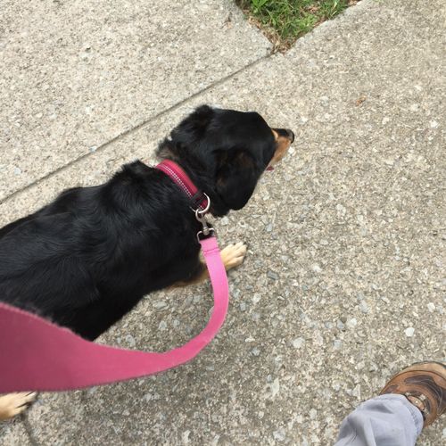 Marni's learning polite leash manners.