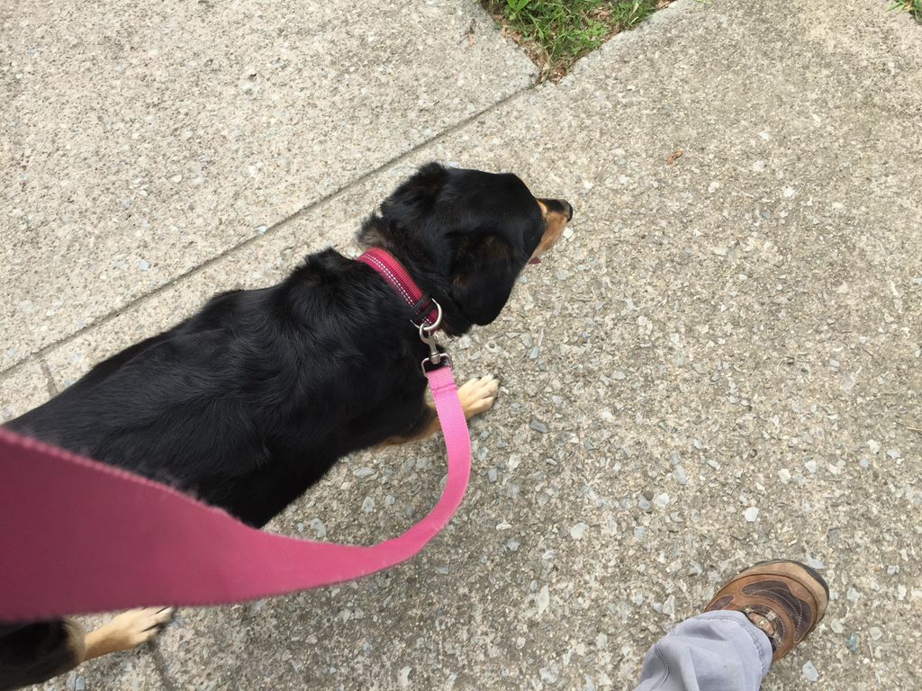 Marni's learning polite leash manners.