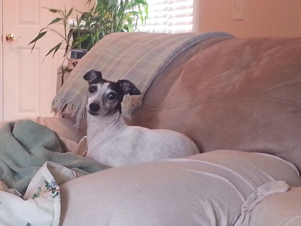 This is Squirt one of my babies I house set for. I