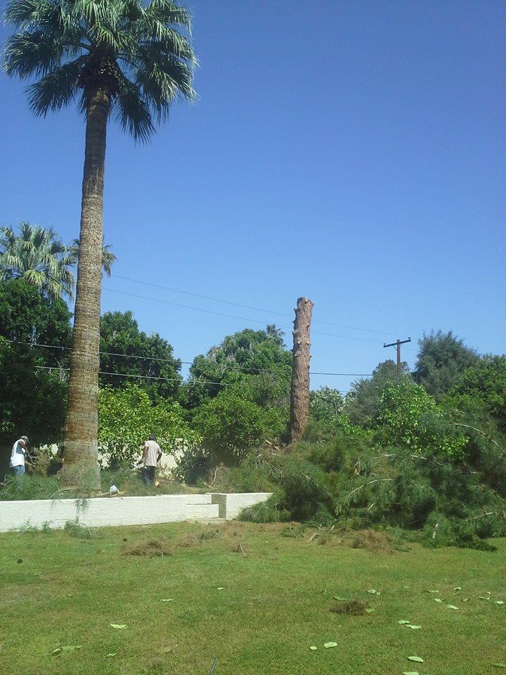 Pine Tree After