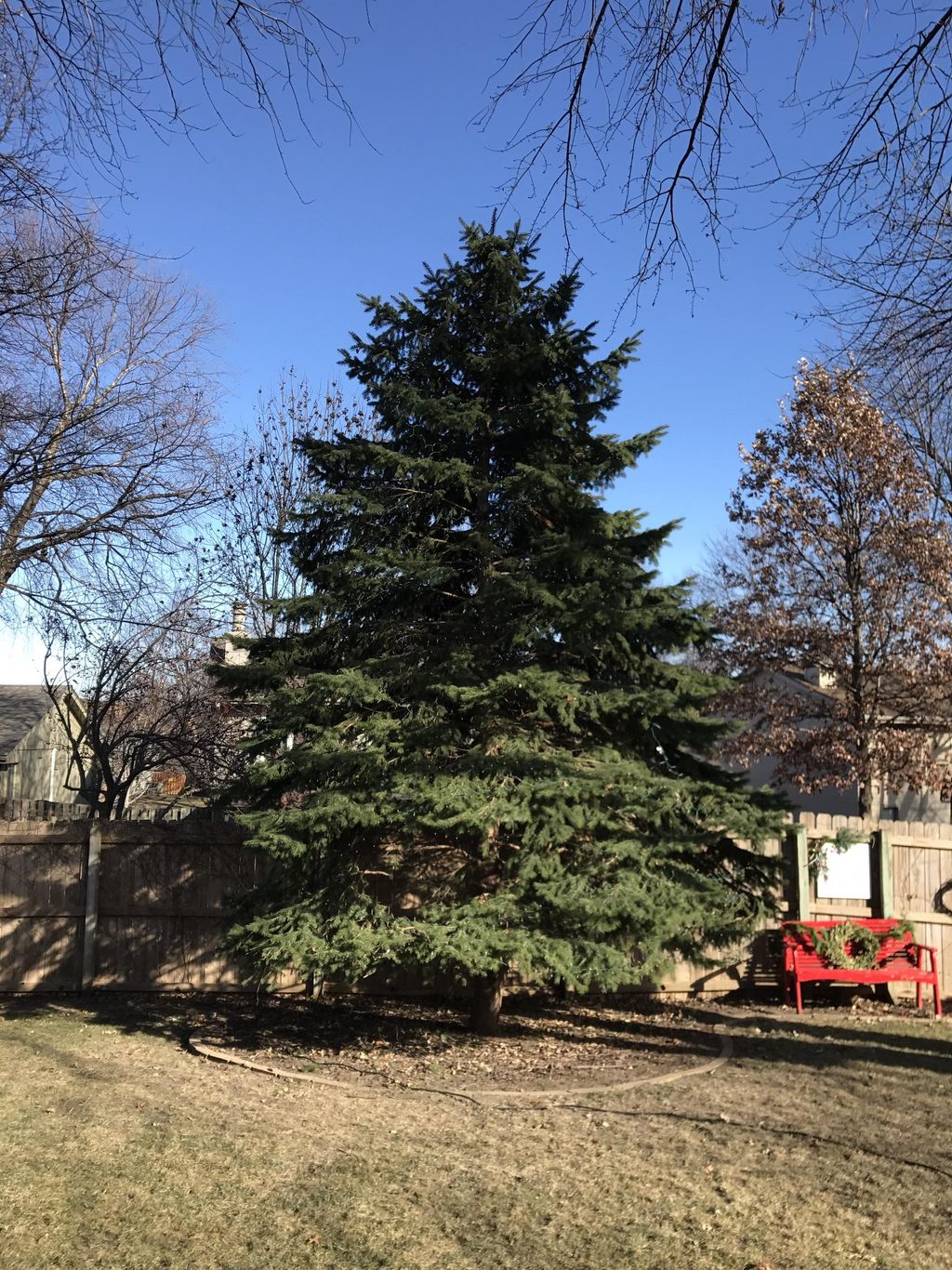I put Christmas lights on this 25 foot tree. 