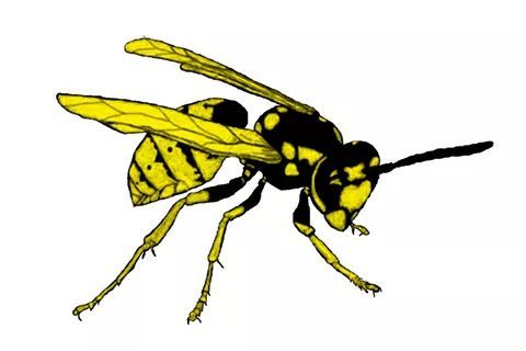 Wally the Wasp... Freehanded on Gimp 2.