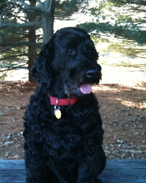 Bentley - NCTD Therapy Dog, Companion Dog (CD), No
