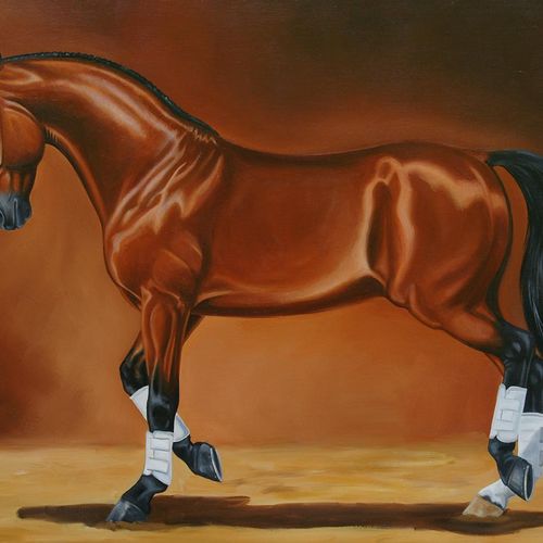 Dressage Stallion