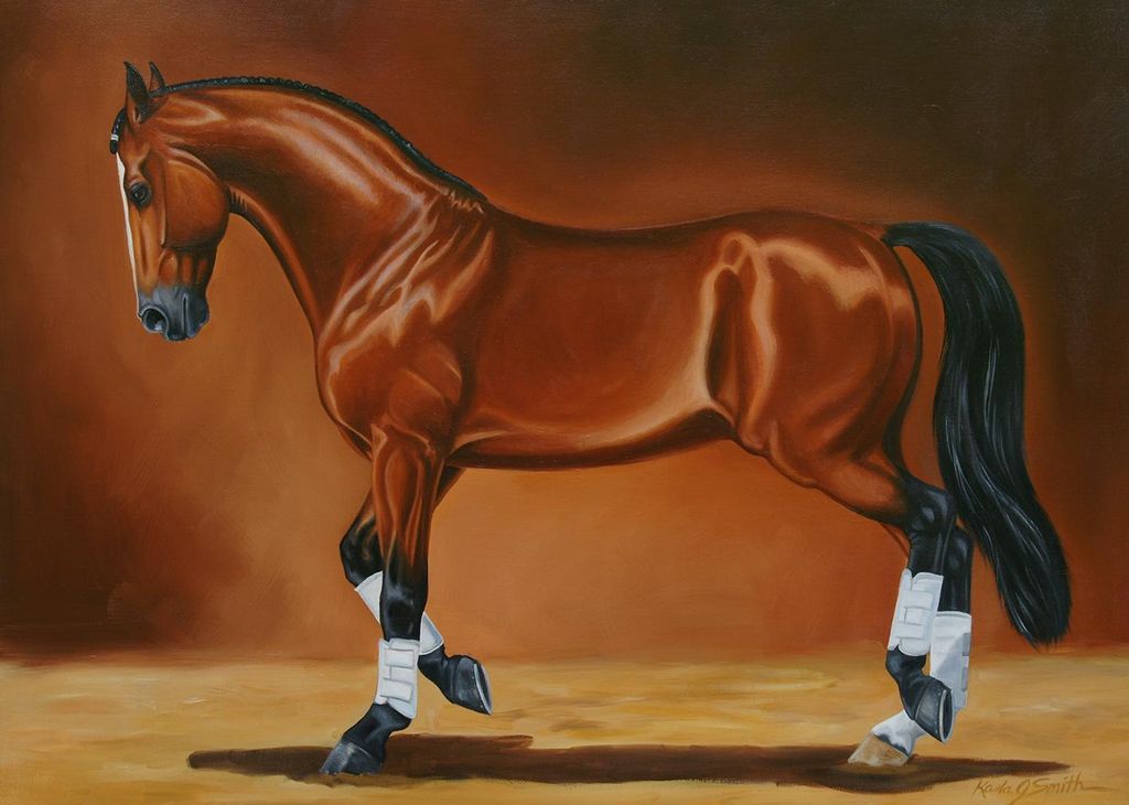 Dressage Stallion