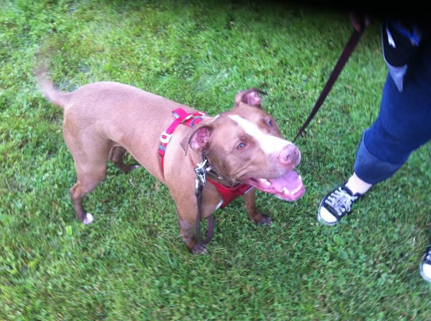 My pit bull, Tank, having a blast training outside