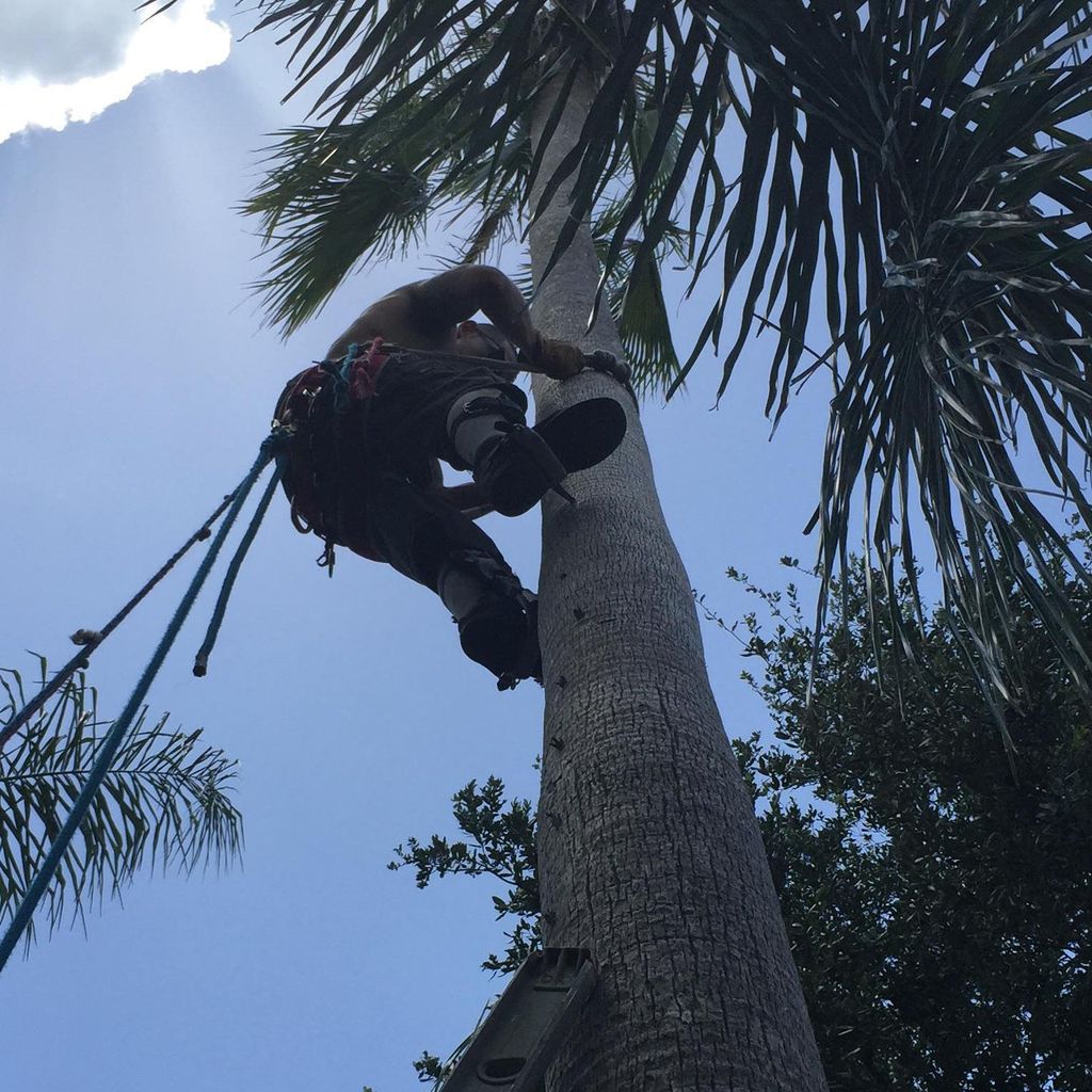 Topp-Notch Tree Service and Property Maintenance