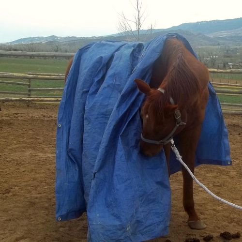 TR meeting a tarp for the first time.