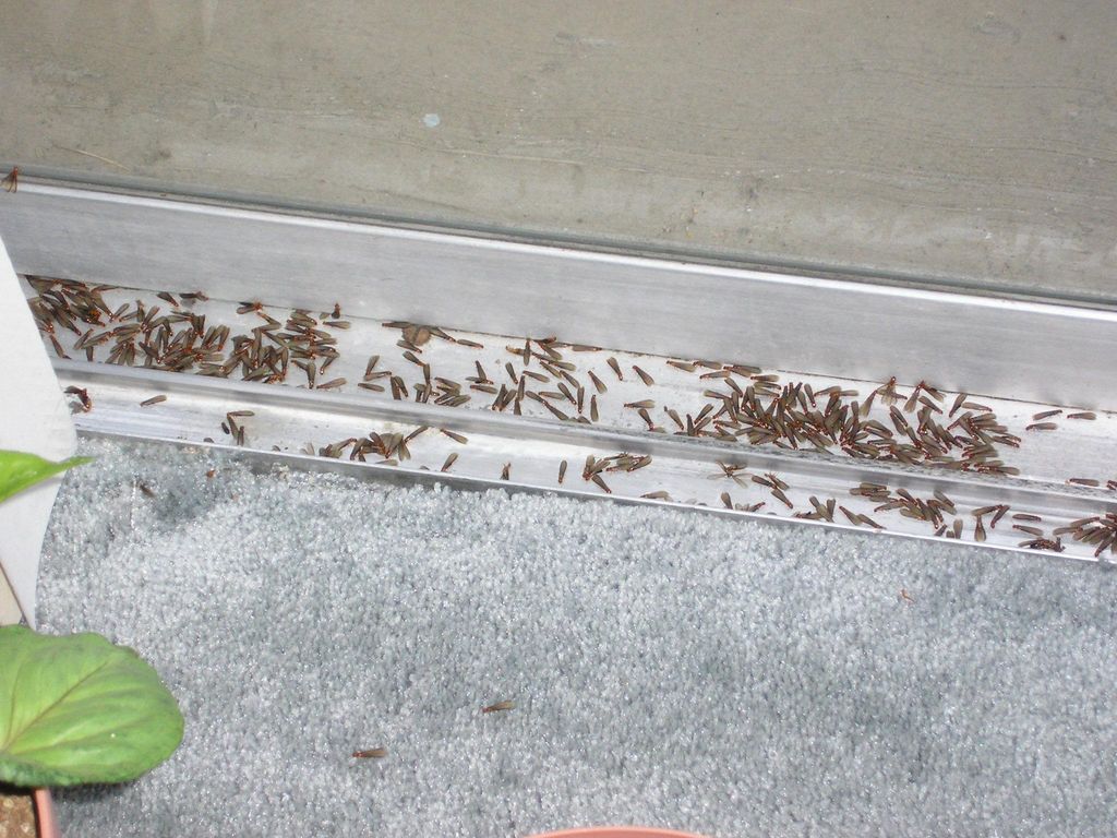 same multi-unit in NB