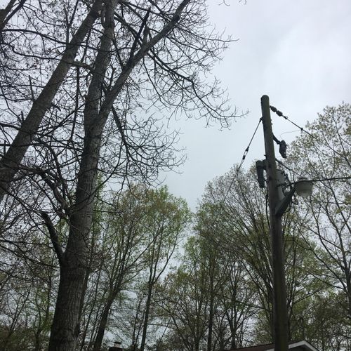 Tree removal that was hanging over the power lines