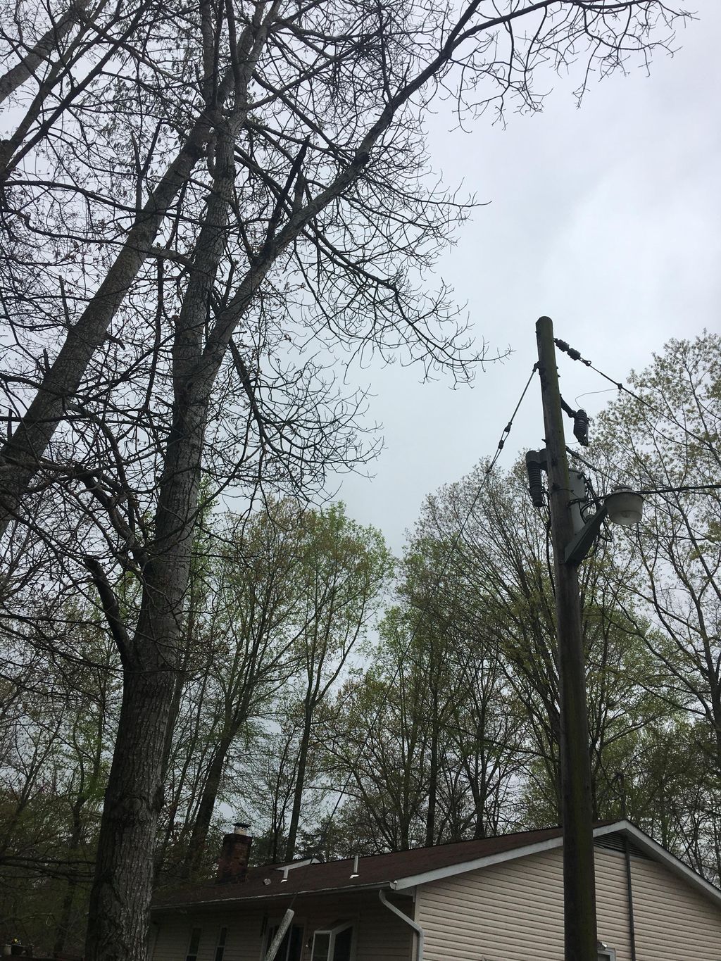 Tree removal that was hanging over the power lines
