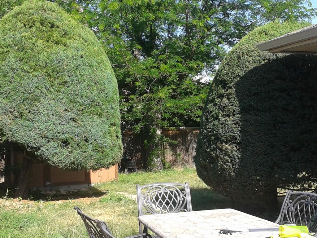 After trimming both bushes. 