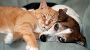 We care for cats & most other pets