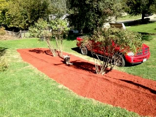 Completed mulch and lilac tree installation projec