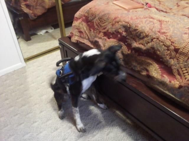Magic one of our trained bed bug detection dogs fi