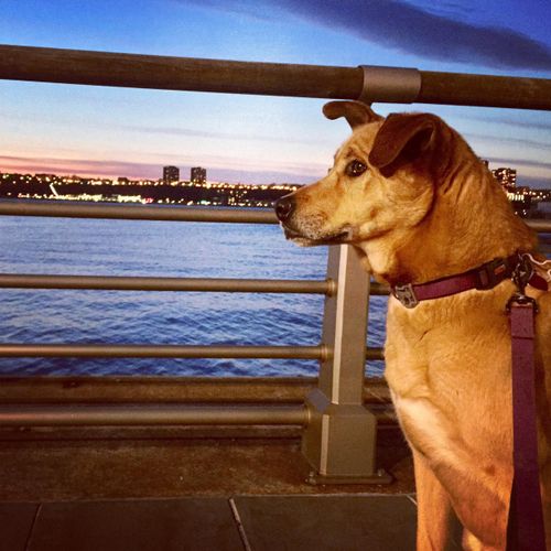 Rons gorgeous dog, Maya, enjoying an evening walk 