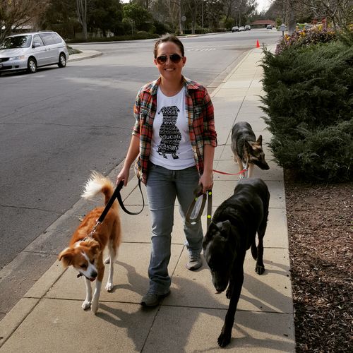 pack walks are the best way to properly socialize 
