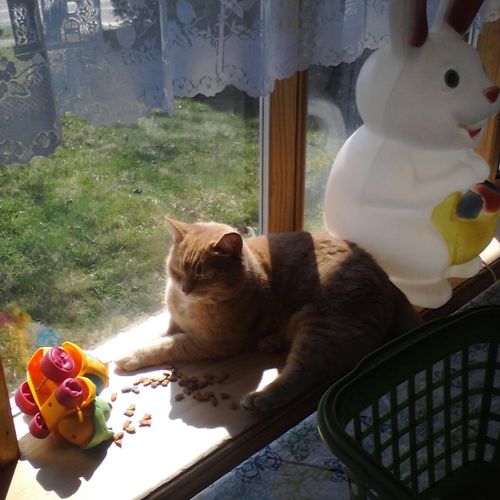 My Ginger Cat Enjoying the Spring Sunshine