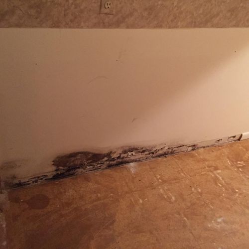 Toxic mold - found in residential basement