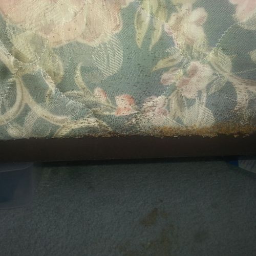 Bed bug infestation on the side of a mattess.