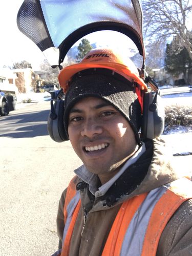 Supreme Tree and Experts