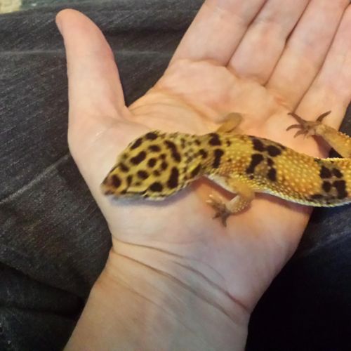 Nora, the leopard gecko, one of our client pets (p