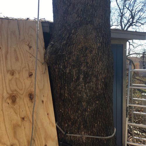 Huge American sycamore that sat between a shed and