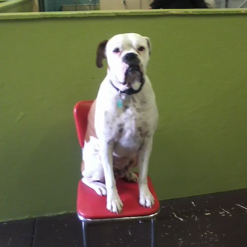 Brutus "Sitting Pretty"