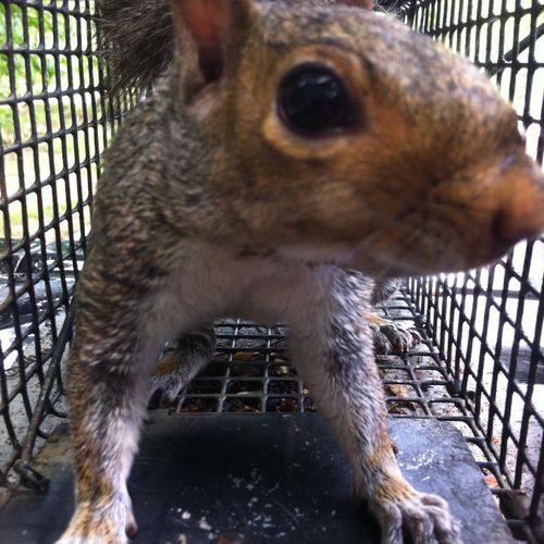 Squirrel Trapping & Removal is one of the most wid