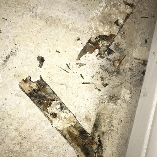 Mold growth on the underside of carpet tack strip