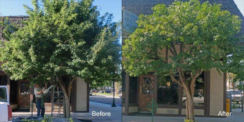 Tree trimming and thinning