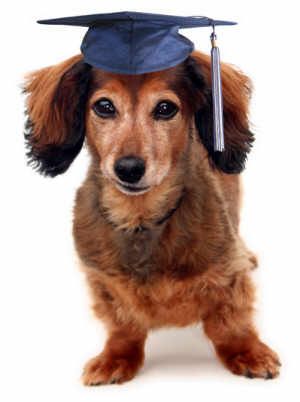 Set your pup on the path to success! All dogs can 