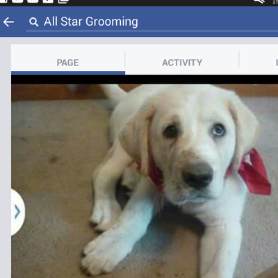 all star dog grooming