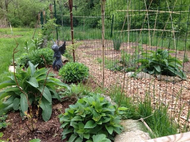 Newly planted edge row next to an annual garden. F