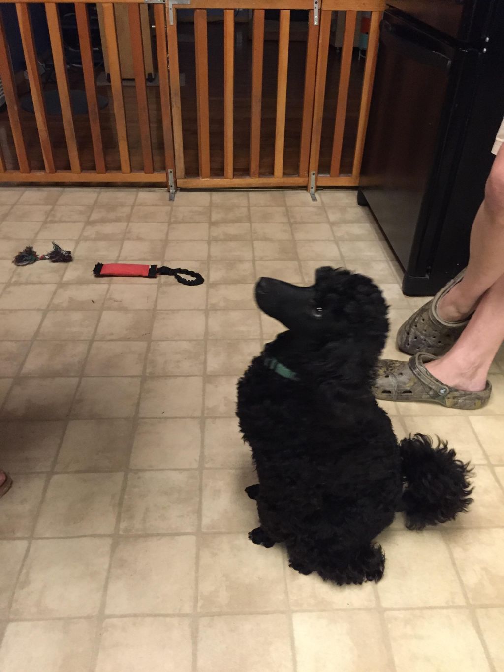Russell on a sit-stay.