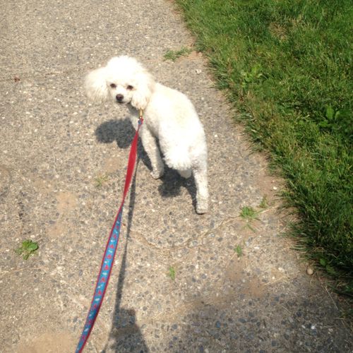 This sweet toy poodle likes long walks near the be