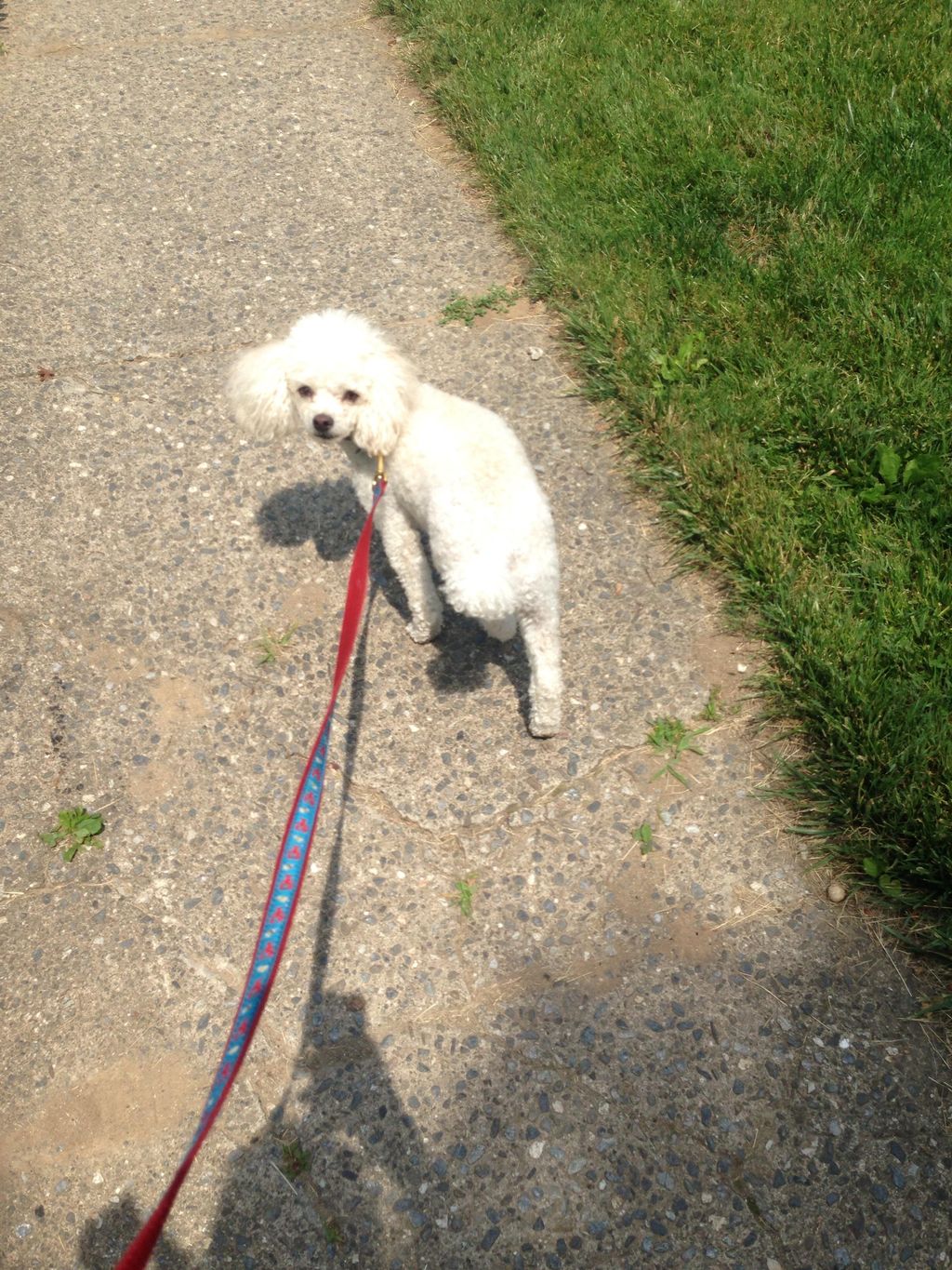 This sweet toy poodle likes long walks near the be