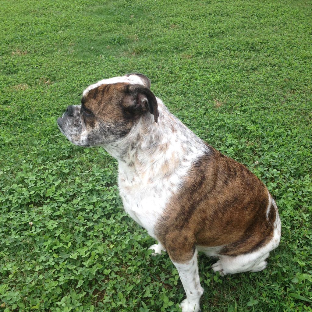 Biscuit chilling in the yard.