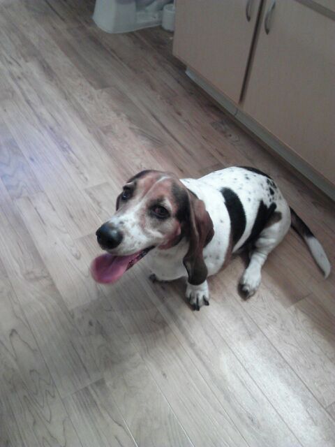 Clementine- She likes to smile too! She is so cute