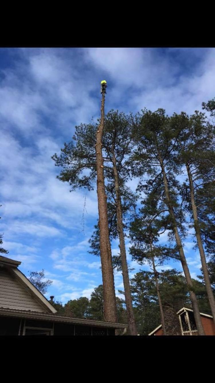 Long Brothers Tree Services
