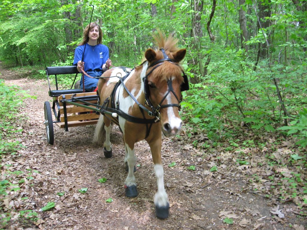 Teaching Miniature Horse to Drive