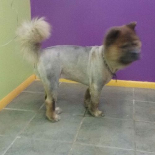 Here is a Chow that was shaved down