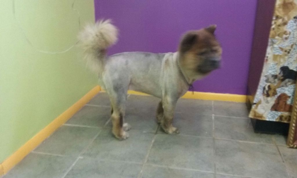 Here is a Chow that was shaved down