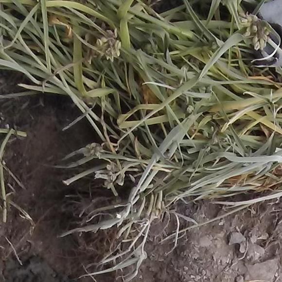 Sunshine Service Inc.